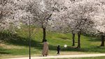 Sakura Mekar di Washington, D.C., Tanda Puncak Musim Semi Tiba
