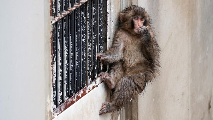 Punch, a Japanese macaque known for clinging to a stuffed orangutan, sits on a rock at Ichikawa City Zoo in Ichikawa, Chiba Prefecture, Japan, March 26, 2026. REUTERS/Manami Yamadaa