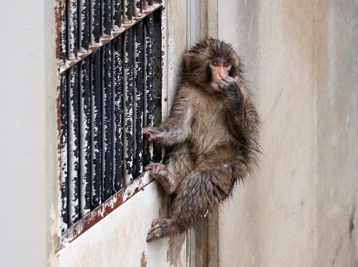 Punch, a Japanese macaque known for clinging to a stuffed orangutan, sits on a rock at Ichikawa City Zoo in Ichikawa, Chiba Prefecture, Japan, March 26, 2026. REUTERS/Manami Yamadaa