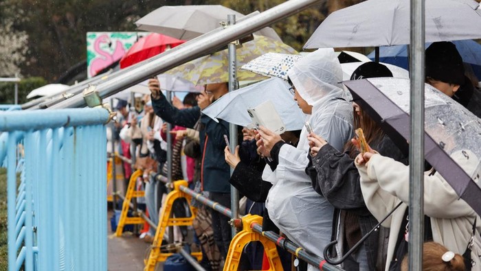Punch, a Japanese macaque known for clinging to a stuffed orangutan, sits on a rock at Ichikawa City Zoo in Ichikawa, Chiba Prefecture, Japan, March 26, 2026. REUTERS/Manami Yamadaa
