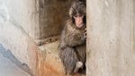 Tingkah Unik Punch, Monyet Jepang Curi Perhatian Pengunjung
