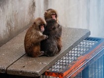 Punch, Monyet Yatim Peluk Boneka Orangutan, Kebanjiran Ucapan Saat Ultah Pertama