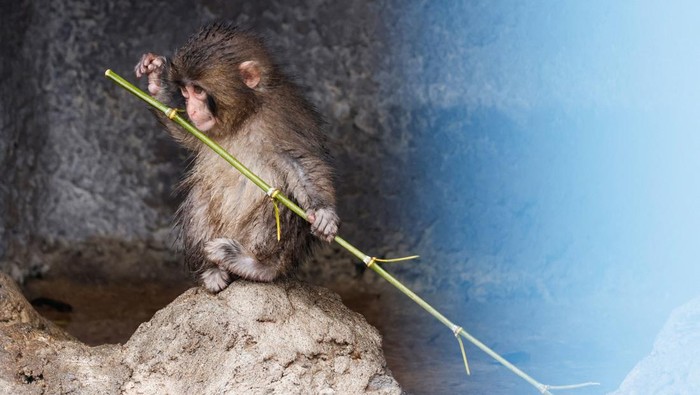 Punch, a Japanese macaque known for clinging to a stuffed orangutan, sits on a rock at Ichikawa City Zoo in Ichikawa, Chiba Prefecture, Japan, March 26, 2026. REUTERS/Manami Yamadaa
