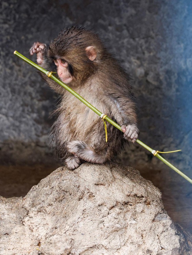 Tingkah Unik Punch, Monyet Jepang Curi Perhatian Pengunjung