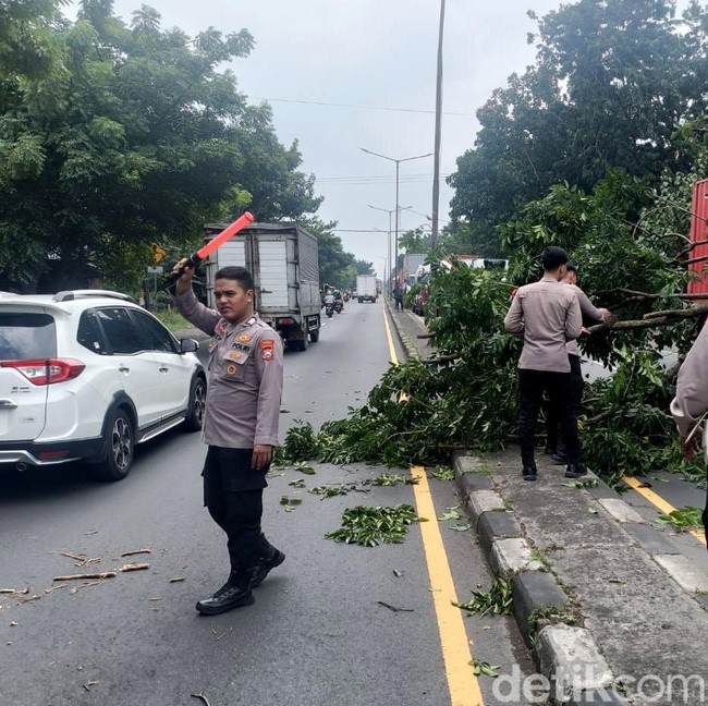 Jalan Trosobo Sidoarjo Tersendat Imbas Truk Trailer Nyangkut Pohon