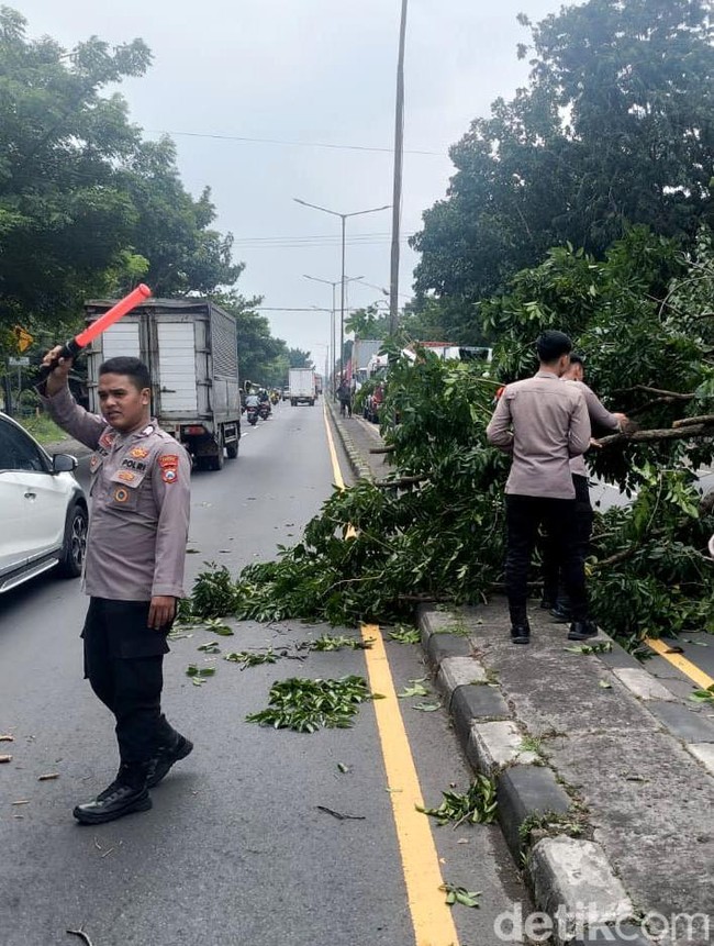 Jalan Trosobo Sidoarjo Tersendat Imbas Truk Trailer Nyangkut Pohon