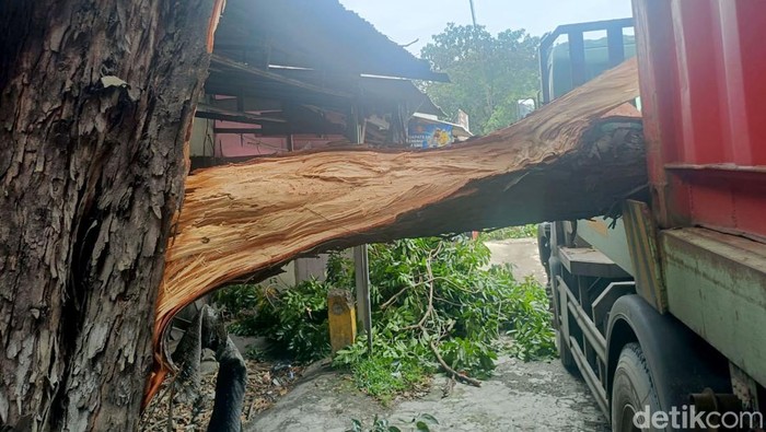 Truk Trailer Nyangkut Pohon di Jalan Trosobo Sidoarjo