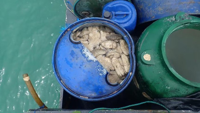 Hampir dua ton teripang disita dari kapal nelayan yang ditemukan di hutan bakau Cape York awal bulan ini. (Supplied: Australian Border Force)