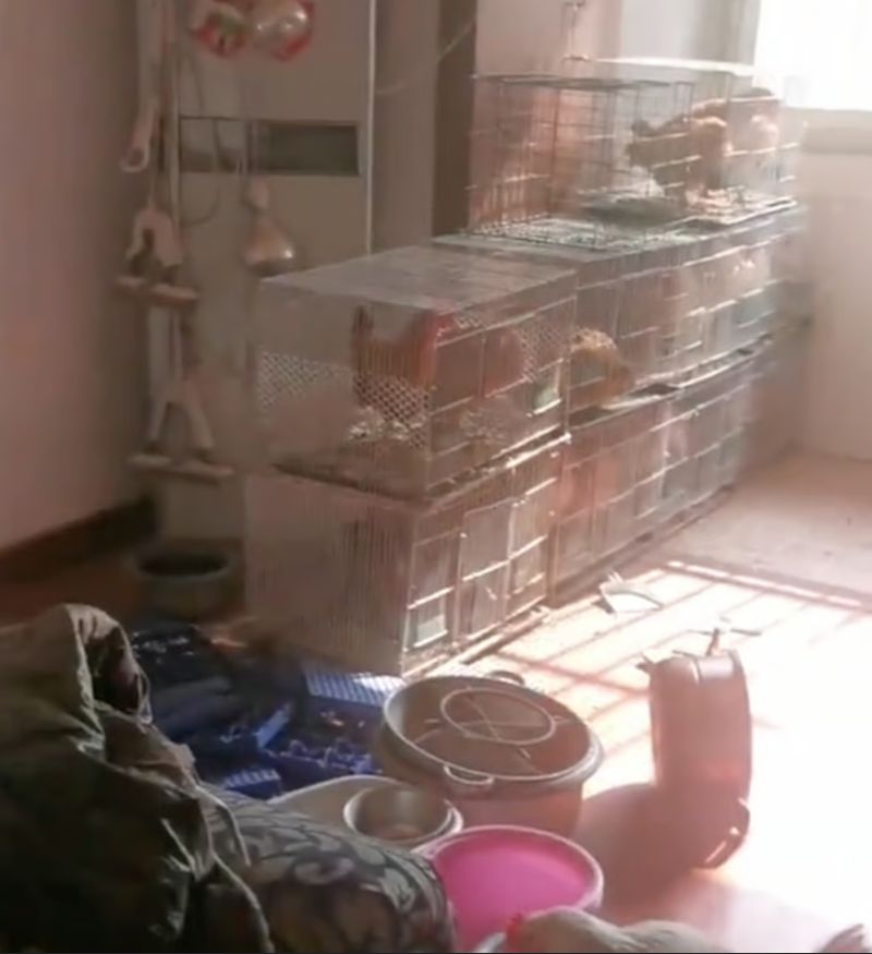 Sebuah apartemen di China kondisinya berubah jadi kandang ayam. Si pemilik dibuat shock dengan hal ini.