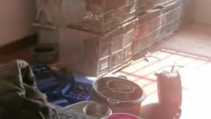 Sebuah apartemen di China kondisinya berubah jadi kandang ayam. Si pemilik dibuat shock dengan hal ini.