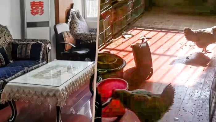 Sebuah apartemen di China kondisinya berubah jadi kandang ayam. Si pemilik dibuat shock dengan hal ini.