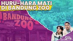 Video: Virus Panleukopenia Jadi Penyebab Kematian Huru dan Hara di Bandung Zoo