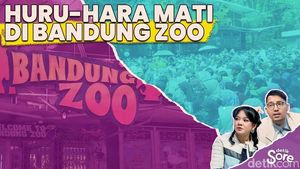 Video: Virus Panleukopenia Jadi Penyebab Kematian Huru dan Hara di Bandung Zoo
