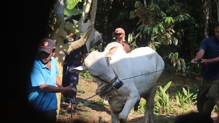 Sapi digiring untuk dikurbankan. Tanggal Idul Adha 2026.
