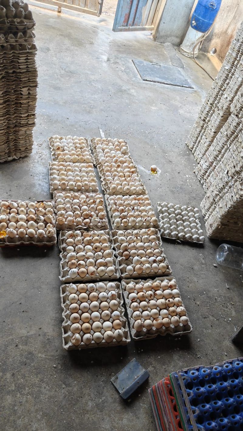 Pabrik Roti Ketahuan Produksi Kue dari Telur Busuk