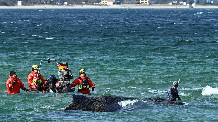 Tourists are silhouetted on a mole as rescuers try to refloat a stranded 10-meter-long humback back into the Baltic Sea at Timmendorfer Strand beach near Travemuende, northern Germany, March 26, 2026. REUTERS/Jonas Walzberg