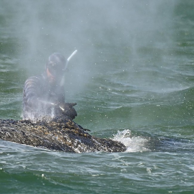 Dramatis! Perjuangan Selamatkan Paus Bungkuk di Jerman