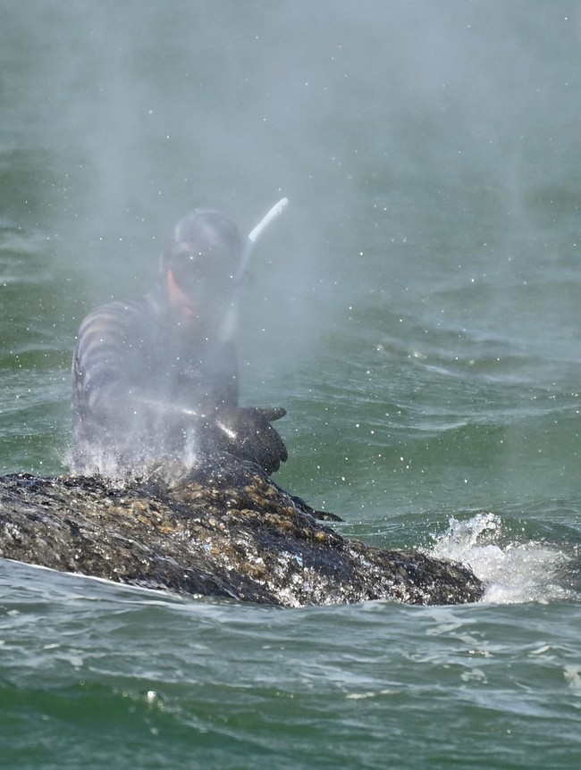 Dramatis! Perjuangan Selamatkan Paus Bungkuk di Jerman