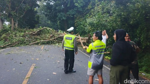 Pohon tumbang menutup badan jalan di Jalan Denpasar-Gilimanuk tepatnya di Banjar Kelatakan, Jembrana, Bali, Jumat (27/3/2026).