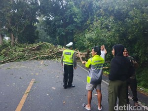 2 Pohon Tumbang di Jalur Gilimanuk-Denpasar, Lalu Lintas Macet