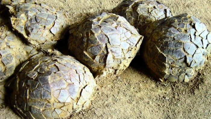 Telur dinosaurus