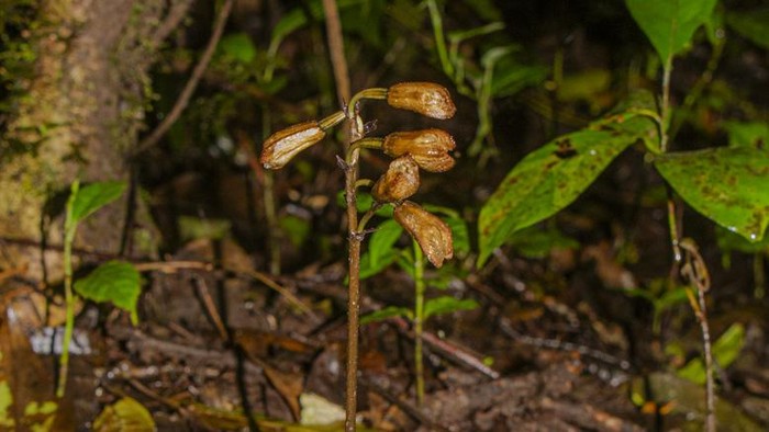 Temuan anggrek baru di kawasan TNBTS