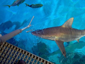 Wow! Pakan Ikan Hiu di Las Vegas Lebih Mewah Dibanding Menu Turis