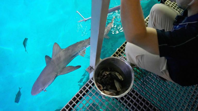 Wow! Pakan Ikan Hiu di Las Vegas Lebih Mewah Dibanding Menu Turis