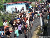 Warga Lereng Merapi Gelar Halalbihalal, Sapi Turut Serta