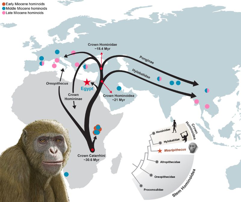 Fragmen rahang dari Masripithecus moghraensis, difoto pada saat penemuan.