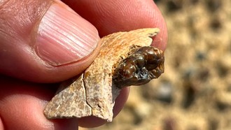 Temuan Fosil Kera 18 Juta Tahun Bisa Jadi Ubah Teori Asal Manusia