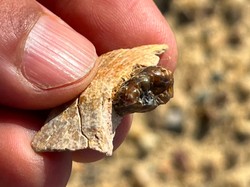 Temuan Fosil Kera 18 Juta Tahun Bisa Jadi Ubah Teori Asal Manusia