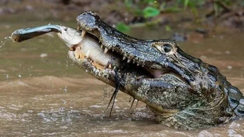 Rantai makanan dalam satu detik! Buaya memangsa ikan yang baru saja memangsa ikan lain—momen langka yang bikin merinding. Foto: Reddit