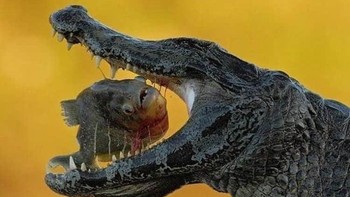 Buaya mengangkat kepalanya dari air tepat saat ikan piranha berada di antara rahangnya — dan piranha itu balik menatap kamera. Dua predator berbahaya dalam satu frame, terabadikan di detik yang paling dramatis. Foto: Reddit