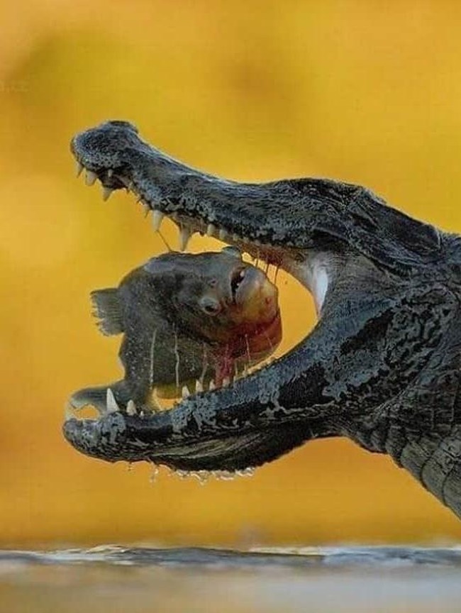 Timing-nya Gila! Foto Ini Diambil di Detik Sempurna