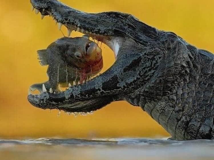 Timing-nya Gila! Foto Ini Diambil di Detik Sempurna