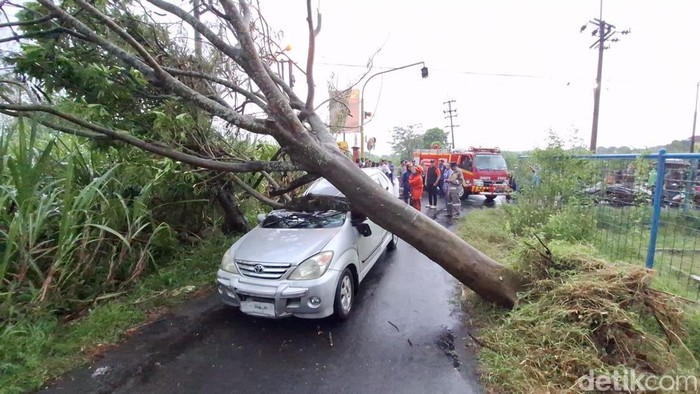 Mobil ringsek gegara tertimpa pohon di Kediri