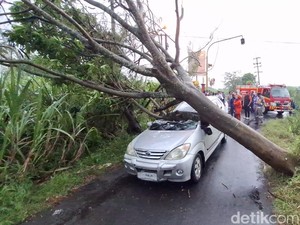 Hujan Angin Terjang Kediri: 17 Pohon Tumbang-Avanza Ringsek-1 Orang Luka