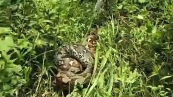 Ular Piton 9 Meter Mangsa Ternak Warga di Battang Palopo Langsung Ditebas