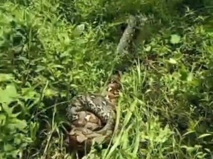Mangsa Ternak Warga, Ular Piton 9 Meter di Palopo Mati Ditebas