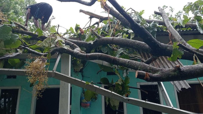 Pohon jati tumbang akibat cuaca ekstrem menimpa rumah kos di Malang