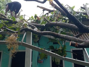 Hujan Angin di Malang Bikin Pohon Tumbang Timpa Rumah dan Warung