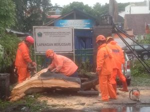 Pohon Beringin Tumbang di Merjosari Malang, Timpa Mobil hingga Gapura
