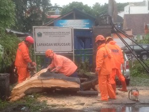 Pohon Beringin Tumbang di Merjosari Malang, Timpa Mobil hingga Gapura