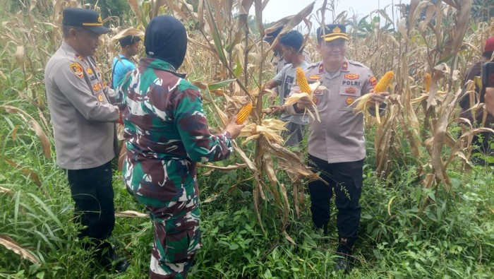 Polisi panen 10 ton jagung di Bogor