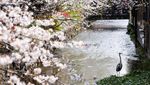 Sakura Mekar di Kyoto, Wisatawan Berburu Foto Musim Semi