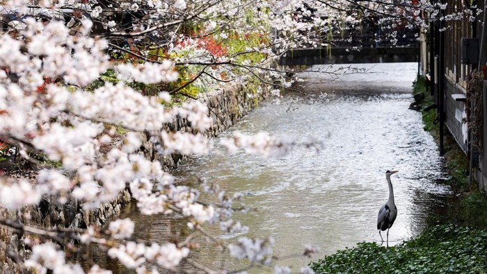 Tourists from abroad wearing kimonos pose for a souvenir photo with cherry blossoms in Kyoto, Japan, March 28, 2026. REUTERS/Manami Yamada