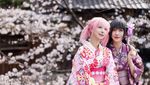 Sakura Mekar di Kyoto, Wisatawan Berburu Foto Musim Semi