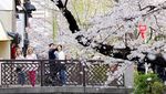 Sakura Mekar di Kyoto, Wisatawan Berburu Foto Musim Semi