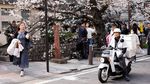 Sakura Mekar di Kyoto, Wisatawan Berburu Foto Musim Semi
